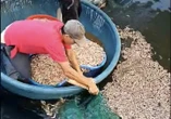 Phát hiện 8 túi lạ dưới đáy ao, công an điều tra vụ tôm chết hàng loạt