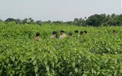 Phát hiện 6,2 tỷ đồng tiền mặt chôn trên cánh đồng đay