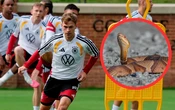 Kinh hoàng ở World Cup: Tuyển Đức hoảng sợ không dám tập luyện vì gặp rắn độc