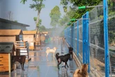 "Sân nhà nhiều chó" giữa nắng nóng 40 độ: 600 bé chó cần được giải nhiệt mỗi ngày và những ca làm không có giờ kết thúc