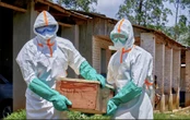Nguy cơ tái diễn thảm kịch Ebola 2014: WHO cảnh báo số ca mắc tăng vọt