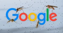 Google muốn thả 32 triệu con muỗi “công nghệ” về rừng: Mục tiêu là gì?