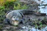 Trớ trêu: Khu xem World Cup miễn phí ế ẩm vì nằm giữa... đầm lầy cá sấu, muốn vào phải đi bộ qua vùng từng có cá sấu tấn công người