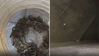 Người dân sốc nặng khi phát hiện 27 con rắn trong bể nước