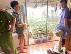 Phát hiện "vườn" cần sa được trồng một cách tinh vi, hiện đại trong phòng ngủ