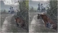 Đang đi dạo, người nông dân "thót tim" khi hổ dữ núp bụi cây lao ra