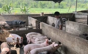 Thành phố Cao Bằng tiêu hủy gần 3 tấn lợn mắc dịch tả lợn châu Phi
