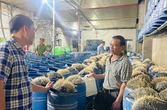 Lưu Văn Vẽ cấu kết với Tạ Văn Hải đưa 348 tấn giá đỗ độc hại ra thị trường: Chất cấm nào được sử dụng?