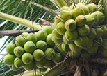 Loại quả bình dân của Việt Nam được Trung Quốc, Mỹ săn lùng, ví như "vàng xanh", Bến Tre trồng cực nhiều