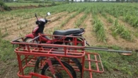 Không nghe lời khuyên của vợ, nhất quyết đi ra đồng lúc mưa gió, người đàn ông gặp cái kết bi thảm