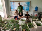 Cựu sinh viên Đại học Bách Khoa Hà Nội trồng 317 cây cần sa trong nhà