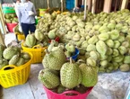 Nỗi oan sầu riêng 'nhúng thuốc'