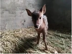 Đem con non 3 ngày tuổi về nuôi, chuyên gia hân hoan khi tìm thấy loài "tuyệt chủng" gần 30 năm