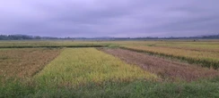 Hà Tĩnh: Người đàn ông bị sét đánh tử vong khi đang thu hoạch lúa trên đồng