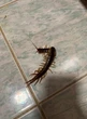 Con gái 3 tuổi đột nhiên hét lên đau đớn giữa đêm, mẹ bước vào phòng thì sốc nặng