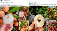 Chợ mạng rao bán vải u hồng chín sớm, giá rẻ bất ngờ