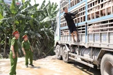 Chở 180 con heo nhiễm dịch tả châu Phi đi tiêu thụ