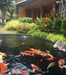 Đàn cá Koi hơn 1 tỷ đồng bất ngờ chết hàng loạt, người phụ nữ sốc nặng khi biết lý do
