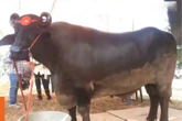 Con trâu "khổng lồ" giá 69 tỷ đồng, chủ chần chừ "chưa ưng bán"