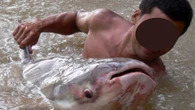 Báu vật sông Mê Kông: Được mệnh danh là “thủy quái” nước ngọt lớn nhất thế giới