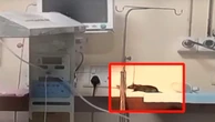 2 trẻ sơ sinh tử vong chỉ vài ngày sau khi bị chuột cắn tại bệnh viện