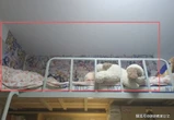 Ngày đầu nhập học, tân sinh viên khóc thét khi mở cửa phòng KTX: Chị khóa trên ơi, em ghét chị!