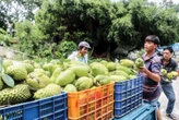Việt Nam sở hữu loài cây “đổi đời” nông dân thu tiền tỷ mỗi năm