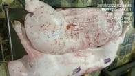 Chi tiết lạ trên heo bệnh tại cơ sở gia công cho C.P. Việt Nam: Nhân viên giải thích thế nào?