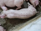 Lợn phải tiêu hủy do dịch bệnh được hỗ trợ 40.000 đồng/kg hơi