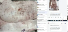 Chủ tịch UBND tỉnh Hậu Giang chỉ đạo "nóng" sau vụ C.P. Việt Nam bị "tố" bán thịt heo bệnh