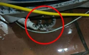 Kiểm tra máy giặt, người dùng tá hỏa phát hiện có rắn bên trong: Chúng đi vào từ đường nào?