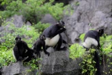 Việt Nam sở hữu “kho báu sống”: Quý hiếm bậc nhất thế giới, chuyên gia nước ngoài miệt mài săn tìm