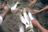 Việt Nam sở hữu ‘kho báu’ dưới lòng sông: Giá lên đến 350.000/kg, thịt thơm ngọt