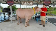 Con trâu màu "lạ" được trả 1,7 tỷ đồng, người đàn ông liền gật đầu bán