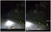 Bắt gặp cá thể đáng yêu chạy qua đường, cô gái không ngờ đó là động vật nguy cấp, quý hiếm