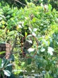 Thấy con vật có hình thù lạ trong vườn, không ngờ là loài trong Sách Đỏ