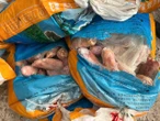 Quảng Ninh: Kinh hoàng xe tải chở 300kg chân lợn đang phân hủy, chuẩn bị tuồn ra thị trường