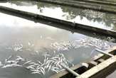 Cá tầm chết trắng hồ Măng Đen, người nuôi mất trắng 7,7 tỉ đồng