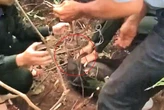 Tham quan bán đảo Sơn Trà, du khách phát hiện khỉ bị mắc vào "hàm của quỷ"