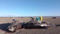 Hàng chục cá voi sát thủ chết bí ẩn bên bờ biển Argentina