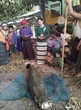 Người đàn ông bắt được cá hải tượng long dài 2m, giá 3,4 tỷ đồng trong ao chùa