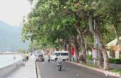 Những “cụ bàng” trăm tuổi trụ vững giữa gió biển Côn Đảo: Vì sao có thể sống lâu đến vậy?