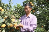 Bỏ việc ở Bệnh viện Quân y, người đàn ông về Sơn La trồng thứ cây lạ đời “ra quả không biết mệt” rồi thành tỷ phú