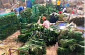 Loại lá trước kia cho không ai lấy, nay được Trung Quốc bao mua: Người dân Phú Thọ “hái ra tiền tỷ”