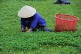 Rau dại mọc bờ ruộng nay thành cây “hái ra tiền”, được ví như sâm xanh: Thu bạc tỷ mỗi năm