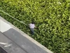 Vướng vào bèo tây khi nhảy sông tự tử, người đàn ông được giải cứu
