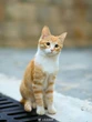 Ai cấm chiếu bộ phim này giùm với: Hại chết một sinh mạng vô tội, hàng triệu người phẫn nộ tẩy chay