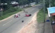 Lợn rừng lao vào xe máy, người phụ nữ văng xuống đường