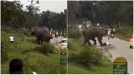 Người đàn ông bị voi dữ rượt đuổi, giẫm đạp lên người và cái kết