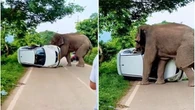 Voi hung dữ gây náo loạn đường phố, phá hỏng ô tô